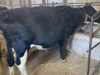 गाय, गोलस्टीन नस्ल — फ़ोटो 4