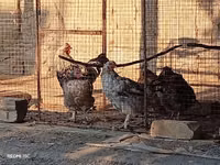 Chickens — photo 1