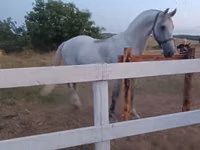 Hengst, Orlov Trotter — Foto 4
