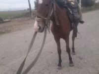 Stute, Karabakh horse — Foto 2
