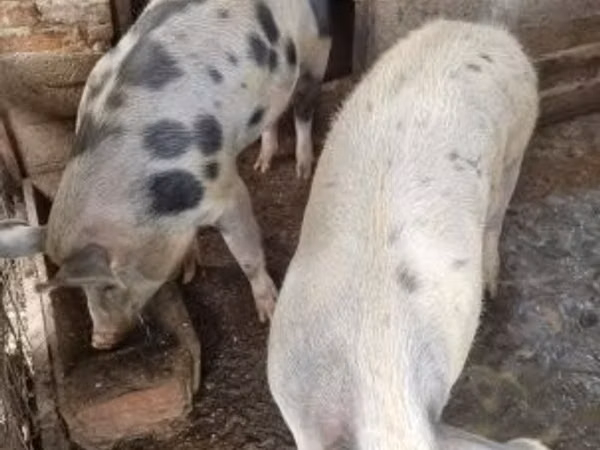 Schweine (Partie, Geschlecht nicht angegeben), Schweine