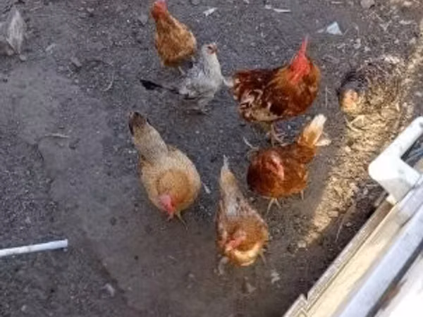 丹麦母鸡