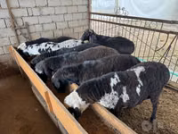 Ram, Blackheaded Persian sheep — photo 3