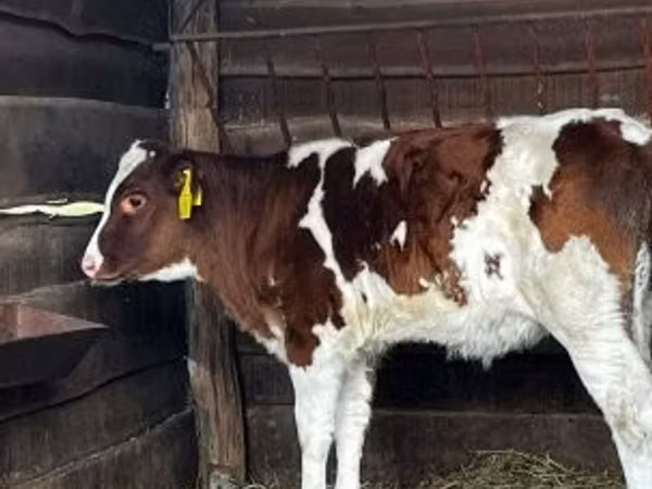 بقرة, Simmental cattle