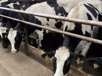 Kuh, Yaroslavl cattle — Foto 4