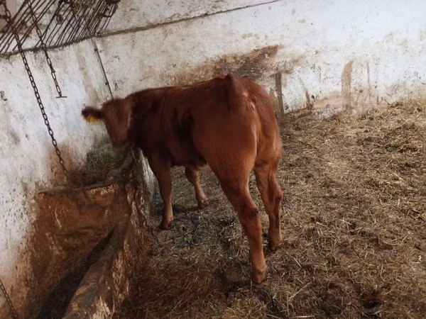 Cow, Cattle