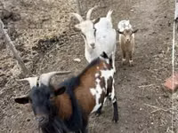 Goats (batch, sex not specified), Goats — photo 3