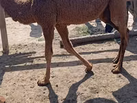 Camels (batch, sex not specified), Kazakh Bactrian camel — photo 3