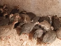 Guinea fowl — फ़ोटो 4