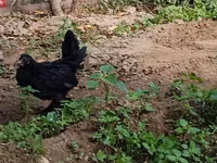 Japanisches Bantam — Foto 4