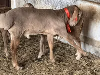 Ram, Sheep — photo 2