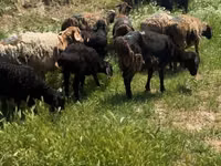 Sheep (batch, sex not specified), Sheep — photo 2