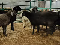 Ram, Sheep — photo 4