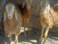 Widder, Arashan sheep — Foto 2