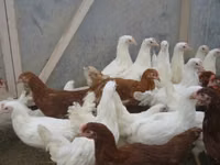 Chickens — फ़ोटो 4