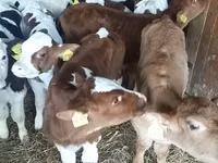 सांड, Simmental cattle — फ़ोटो 2