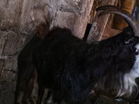 عنزة, Kamori goats — الصورة 3