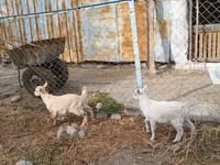 عنزة, Saanen goat — الصورة 3