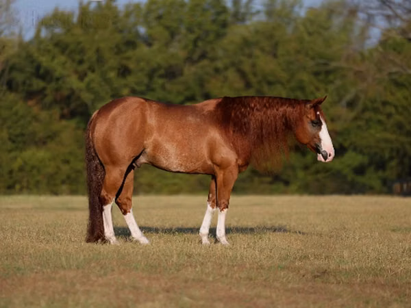 घोड़ा, Quarter Horse