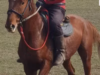 Hengst, Trakehner — Foto 2