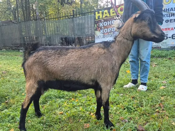母山羊, Alpine goat