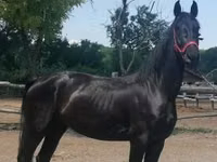 فرس, Friesian — الصورة 4