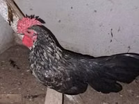 Chickens — Foto 3