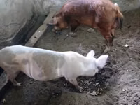Pigs (batch, sex not specified), Pigs — photo 3
