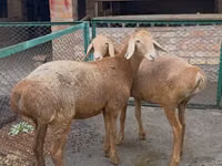 نعجة, Arashan sheep — الصورة 2