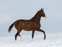Stute, Akhal-Teke — Foto 5