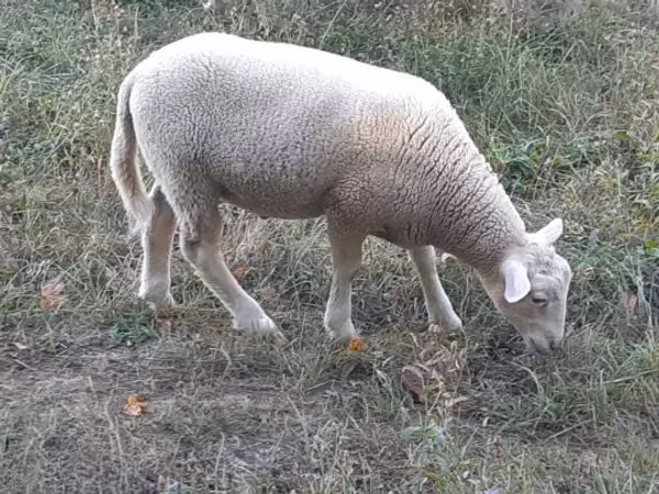Ram, Sheep