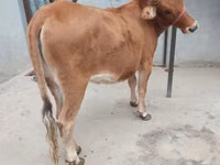 गाय, मवेशी — फ़ोटो 1