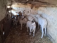 Goat, Goats — photo 2