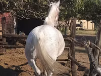 母马, Lipizzaner — 照片 2