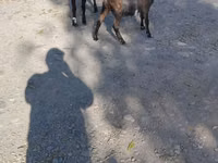 Ziege, Nubian Goat — Foto 6