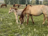 Caballo, Russian Heavy Draft — foto 1