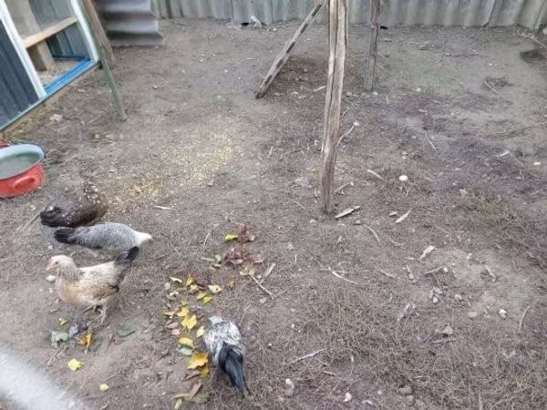 डेनिश हेन