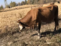 Cow, Alatau breed — photo 2
