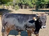 Bull, Brown Carpathian breed — photo 2