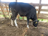 Cow, Holstein breed — photo 7