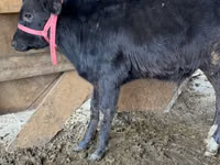 Toro, Raza Alatau — foto 1