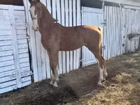 घोड़ी, Dutch warmblood horse — फ़ोटो 1
