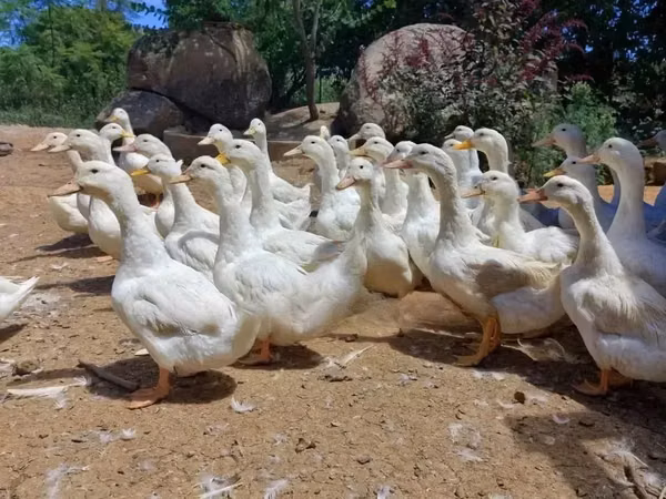 German Pekin