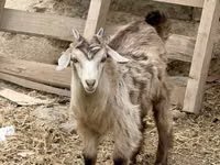 母山羊, Saanen goat — 照片 2