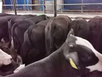 Bulle, Aberdeen-Angus — Foto 2