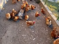 Chickens — फ़ोटो 1