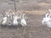 Geese — Foto 1