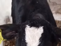 أبقار (دفعة، الجنس غير محدد), Russian Black pied cattle — الصورة 4