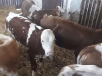 牛只（批次，未指定性别）, Simmental cattle — 照片 3