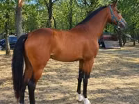 Horse (M), Horses — photo 4